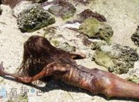 黑鳞鲛人活着的样子