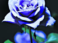 蓝玫瑰动态图片