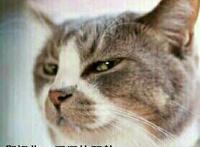 鄙视你 深深的那种