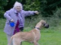 狗搞笑动态图片