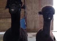 草泥马搞笑动态图