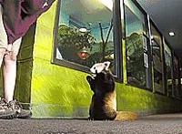 被吓坏了动态图