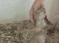 老鼠搞笑动态图片