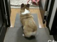 汪星人跳舞搞笑动态图