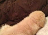 男人的大鸟真实图片 