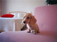 狗为啥拔不出来，狗拔不出来动态图