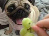 八哥 你是有多喜欢葡萄呢