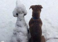 自从在后院用雪堆了一只狗后