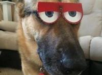 我知道它已经不想理我了