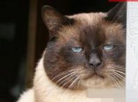 不是我胖 是你的相机太小,搞笑图片列表