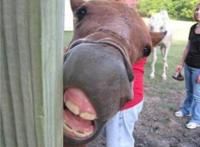 这家伙又来抢镜头了