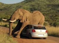 大象不会也来碰瓷吧？