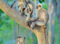 用尾巴做的秋千，猴哥真会玩