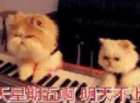 两只猫咪弹钢琴：今天星期五啊，明天不上班