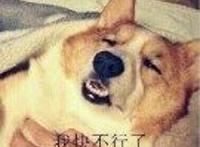 柴狗很虚弱的样子：我快不行了