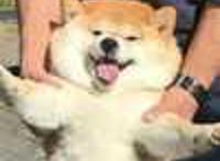 狗狗张开双臂笑