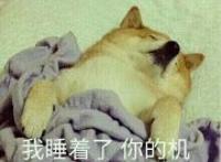 柴狗单身狗：我睡着了，你的机会来了