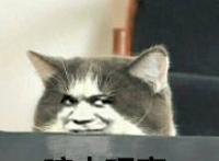 猫咪：暗中观察