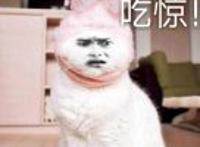 猫咪戴兔耳朵：吃惊