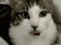 猫咪一直吐舌头
