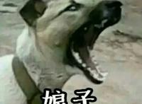 狗狗很凶的叫：娘子，啊哈