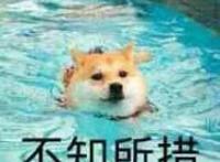 柴狗在水里：不知所措