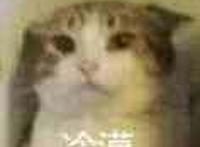 猫咪发呆：冷漠