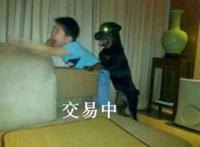 黑狗趴在男孩身上眼睛发光：交易中