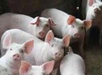 一群猪都看着你