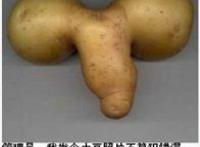 管理员，我发个土豆照片不算犯错误吧？