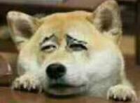 狗狗趴在桌子上很苦逼的样子 狗狗趴在桌子上很苦逼的样子