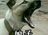 狗狗很凶的叫:娘子，啊哈