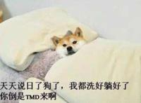 日了狗了图片，真是日了狗了搞笑图片表情