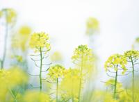 收录优美的图片官网 topit.me收录优美图片