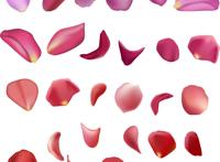 花瓣飘落素材图 花瓣素材图片