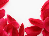 散落一片花瓣简笔画 花瓣图片