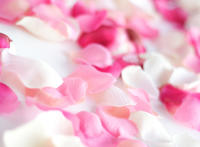 ps花瓣素材 ps落花素材