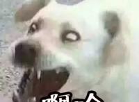 啊哈娘子 狗狗表情