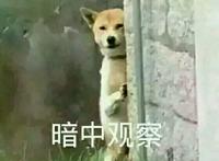 （狗狗）暗中观察表情