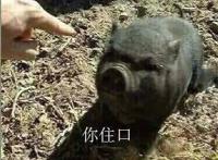 指着小黑猪：你住嘴