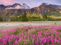 风景图片大全高清花草