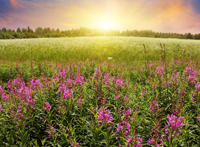 风景的花草微信图片