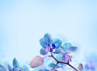 微信头像图片大全花朵