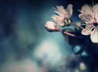 微信头像风景或花草