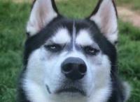 那你很棒棒哦（狗头）