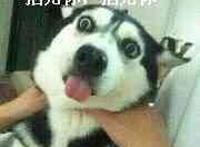 掐死你 掐死你表情（狗狗表情）