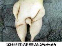 没错我就是传说中的千年人参 来趁热含住朕的龙根