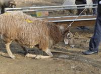 古尔邦节宰羊图片