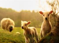 可爱的小绵羊图片