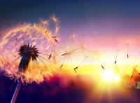 风吹蒲公英唯美傍晚图片